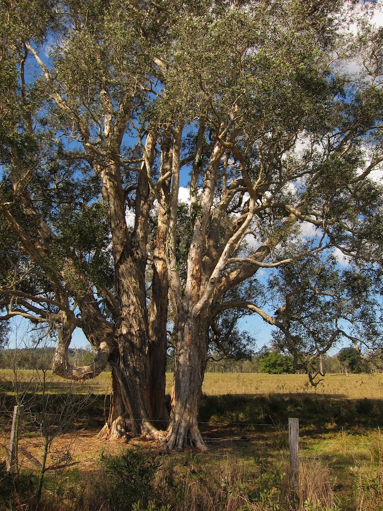 Broad-leaved Paperbark,Tuckean Swamp by heavylambs