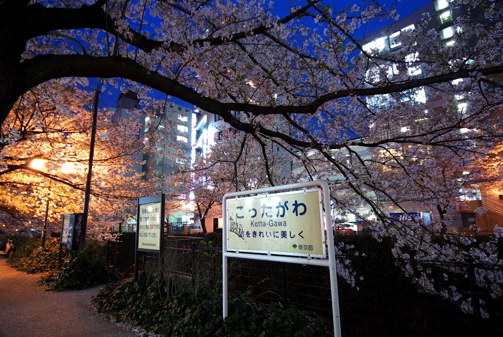 Beautiful cherry blossom season by Matsubayashi