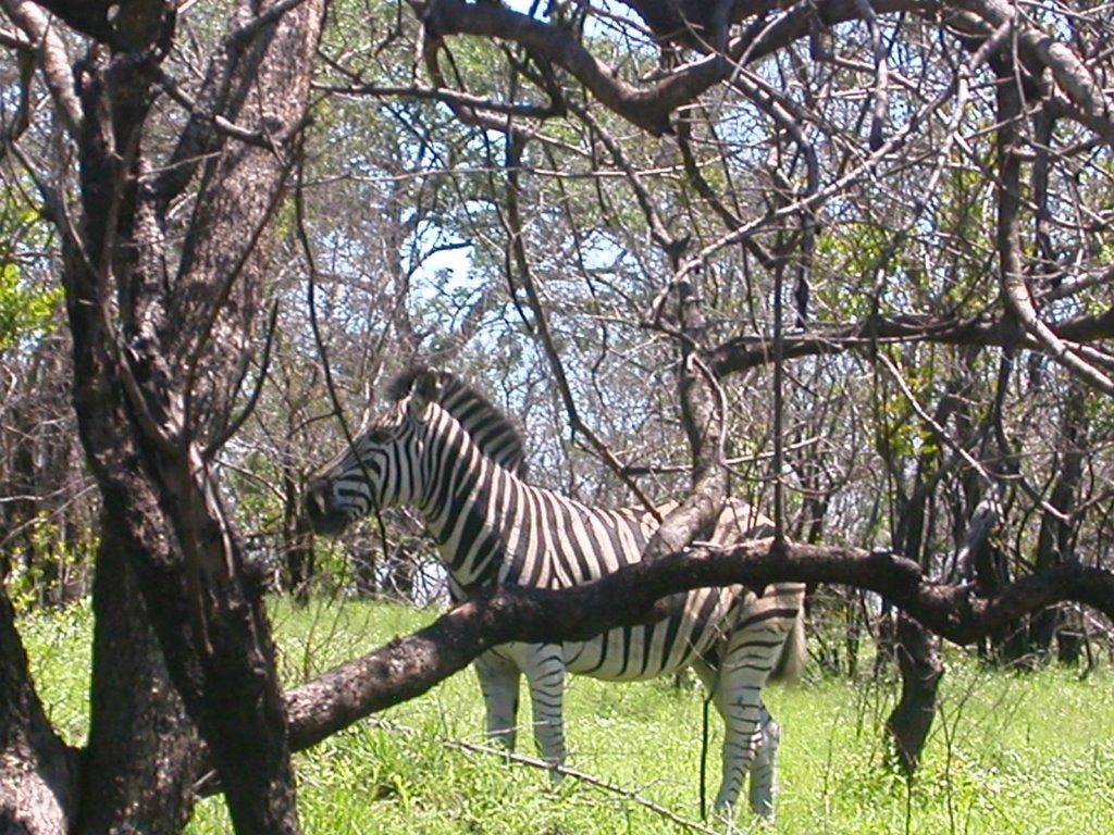 Zebra by mauro ballarin