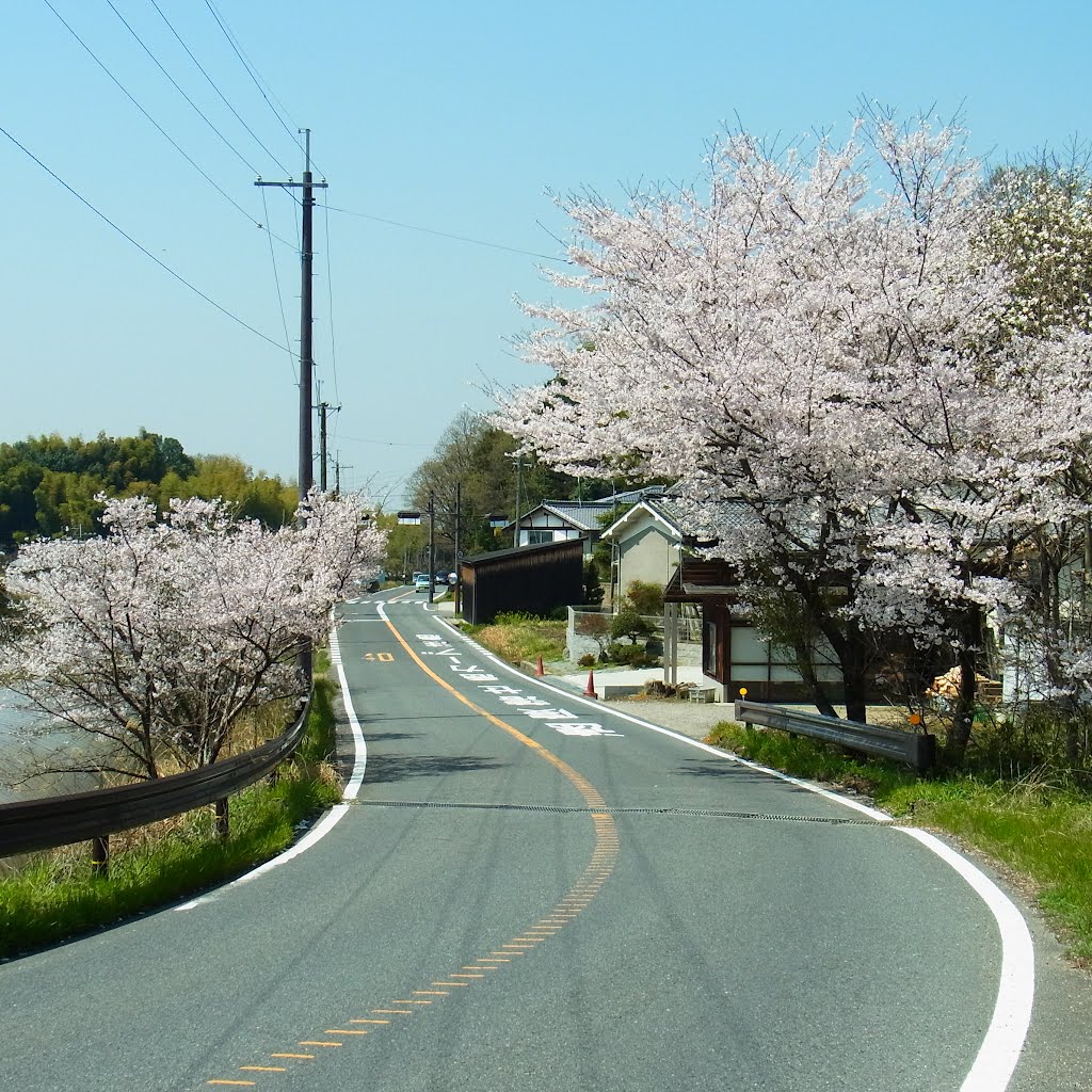 奈良県道15号 明日香村八釣にて 2012.4.12 by Nankou Oronain (as36…