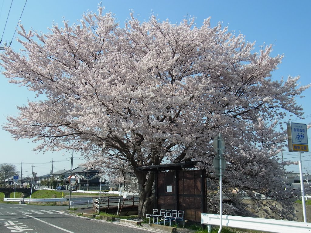 新河原橋南詰の桜の木 2012.4.12 by Nankou Oronain (as36…