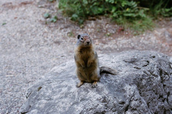 Columbian Ground Squirrel in Campground by Steve R Smith