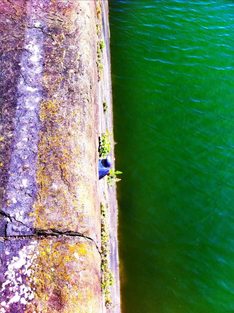 Swansea in "full colour" 16 - Pidgeon on dock wall by ed morris