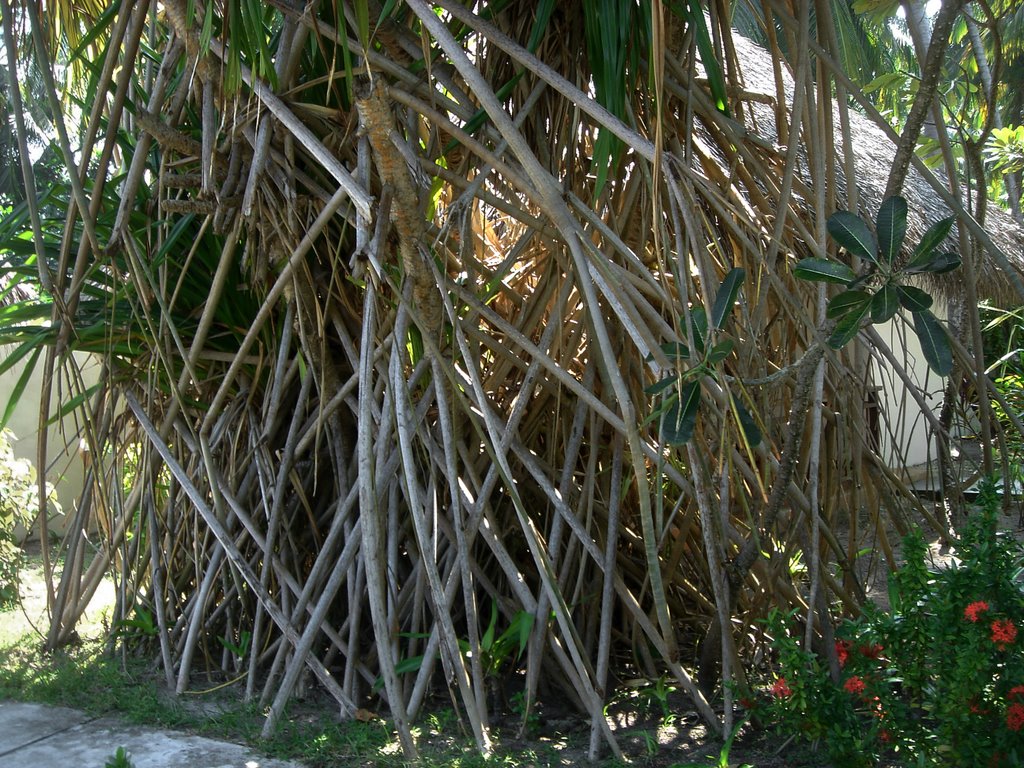 Kuramathi plants by albert winkler