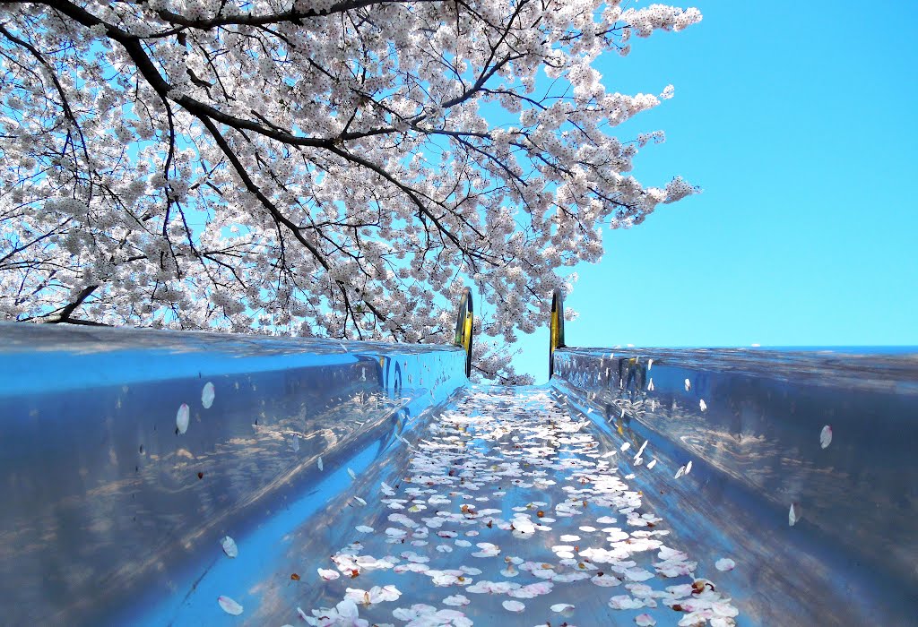 桜は散りてなお美しい(Cherry blossoms carpet on a park slide) by 9m2ji1etu