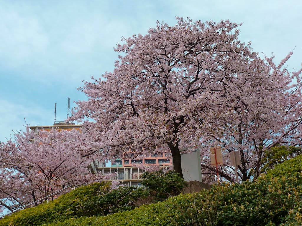 石川島公園 春 by One7