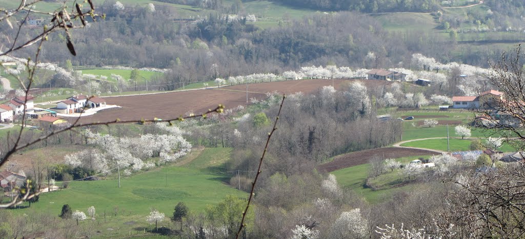 ......"PRIMAVERA D'INTORNO PER LI CAMPI ESULTA"..... by giordano pascali