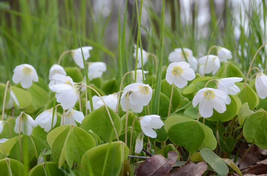 Thousands of Klaverzuring in the wood around Leusveld by Henk Monster