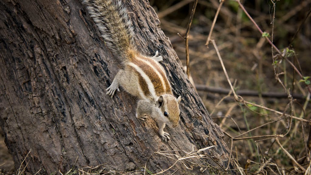 Shreenagar Rural, Rajasthan, India by R Karner