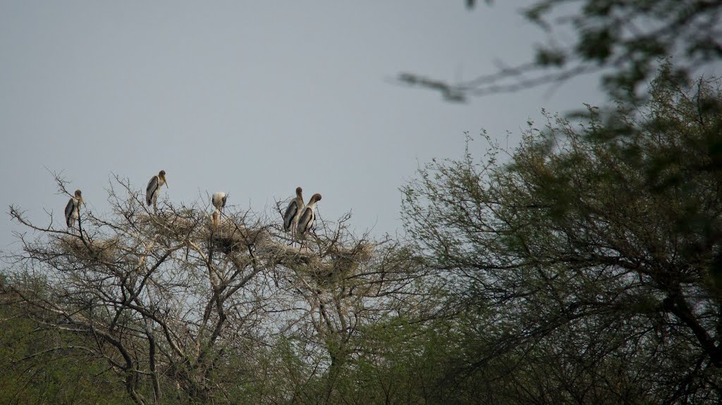 Shreenagar Rural, Rajasthan, India by R Karner