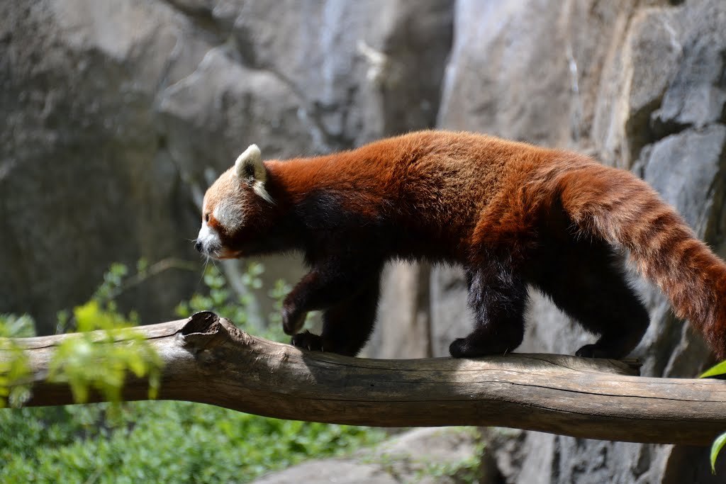 Red Panda - National Zoo by sarahz911