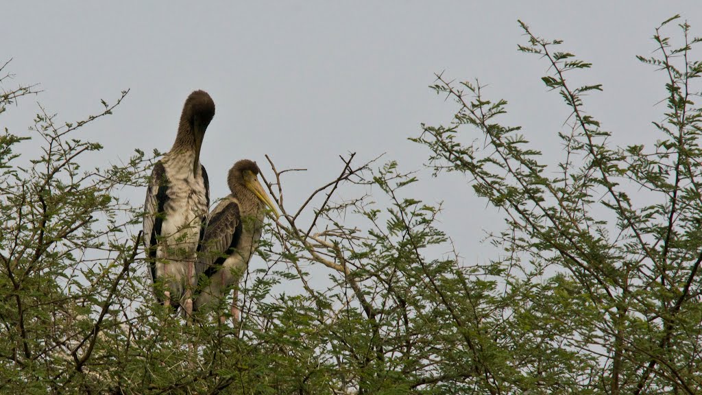 Shreenagar Rural, Rajasthan, India by R Karner