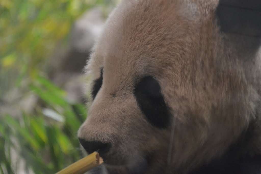 Giant Panda - National Zoo by sarahz911