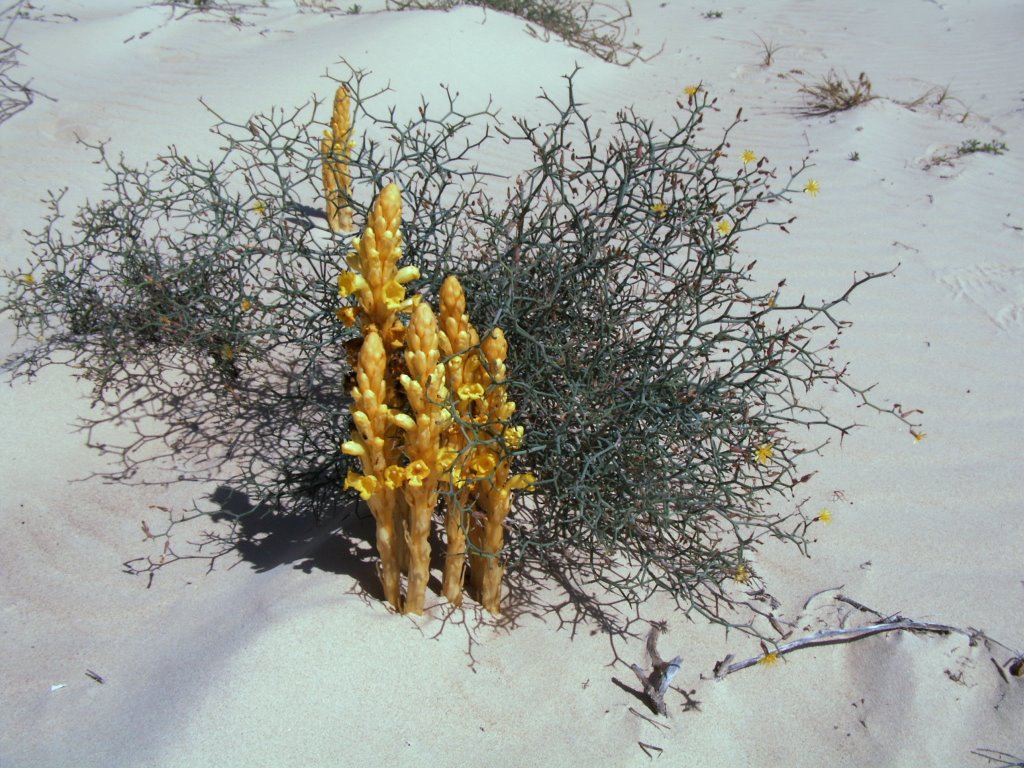 Blume in den Dünen by Waltraut Scholz