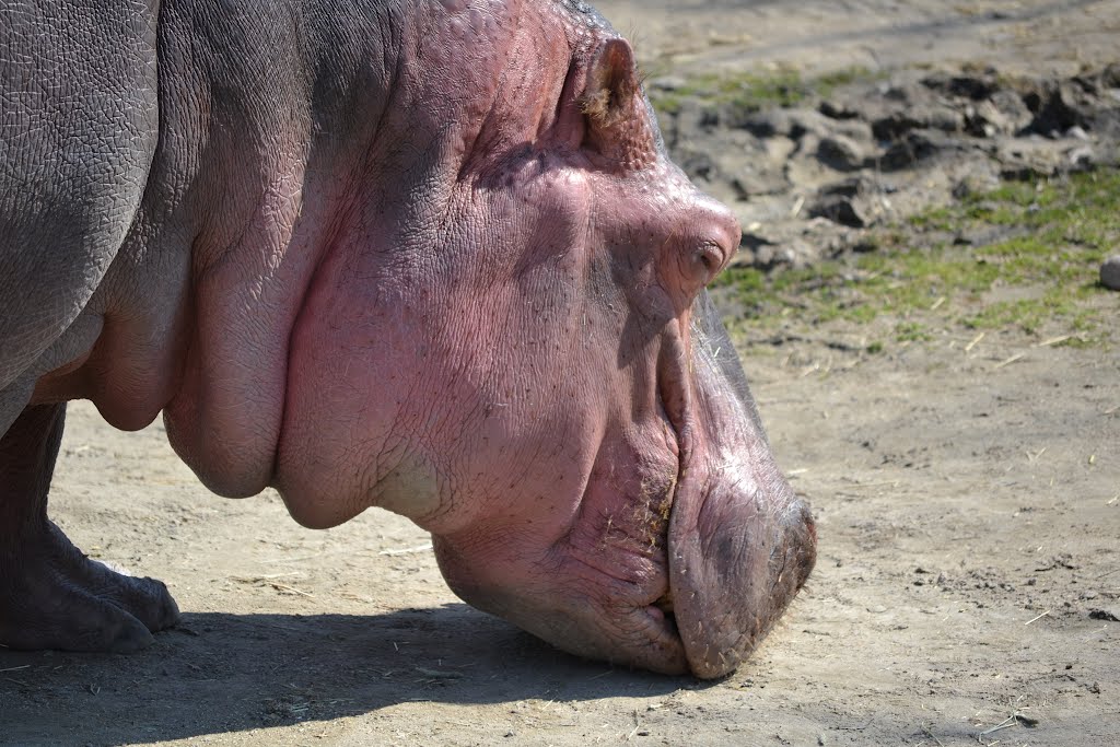 Hippo - Toronto Zoo by sarahz911