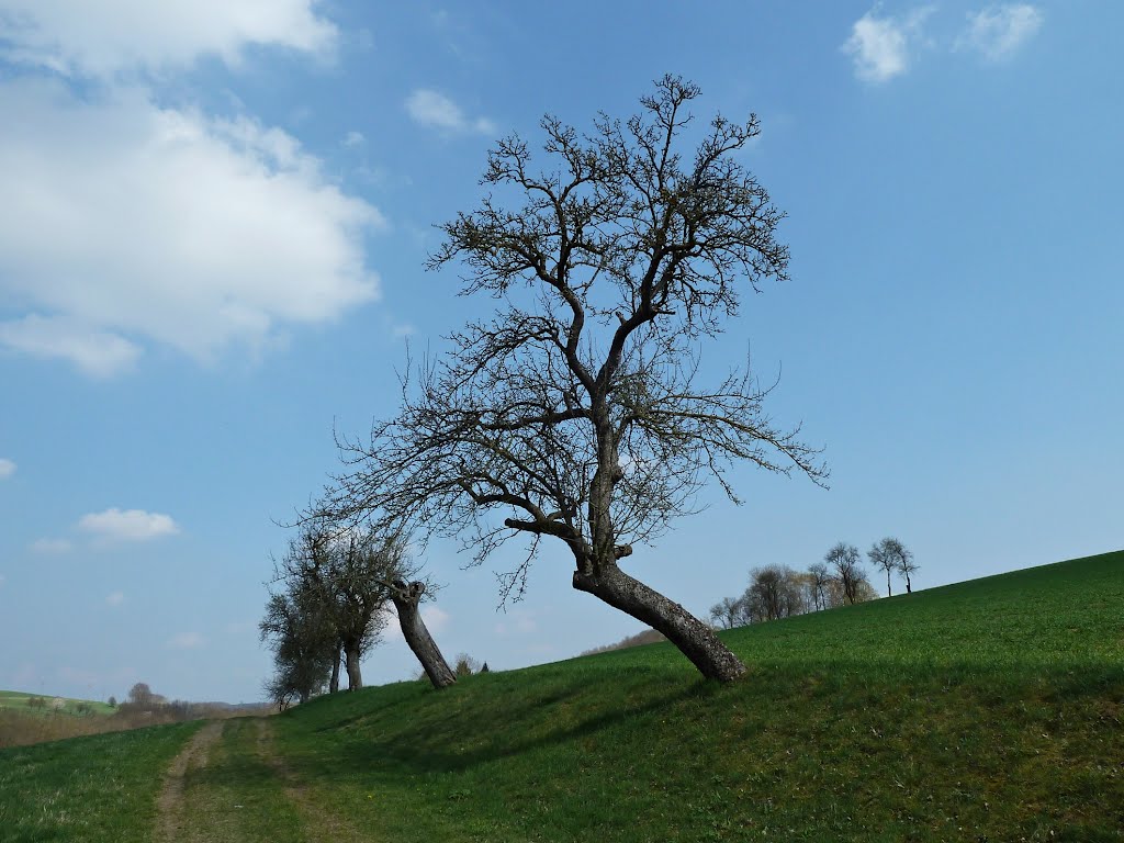 Weitere toll gewachsene Bäume säumen den Wegesrand by WanderGroschi & CGK