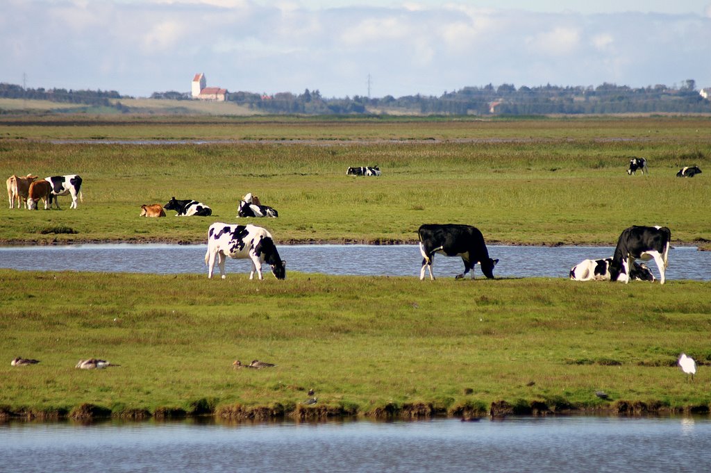 Køer på marken by K. L. M., Randers