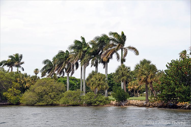 Hobe Sound Golf Course by Alida Thorpe