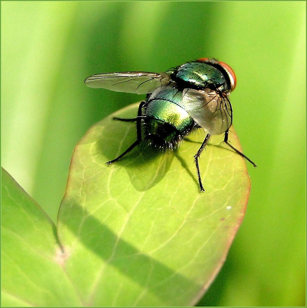 Groene Vleesvlieg (Lucilia caesar) van zijn achterkantje ;) by Titie ©