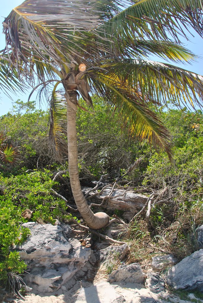 Near Playacar, Riviera Maya, Mexico by Béla Somlai