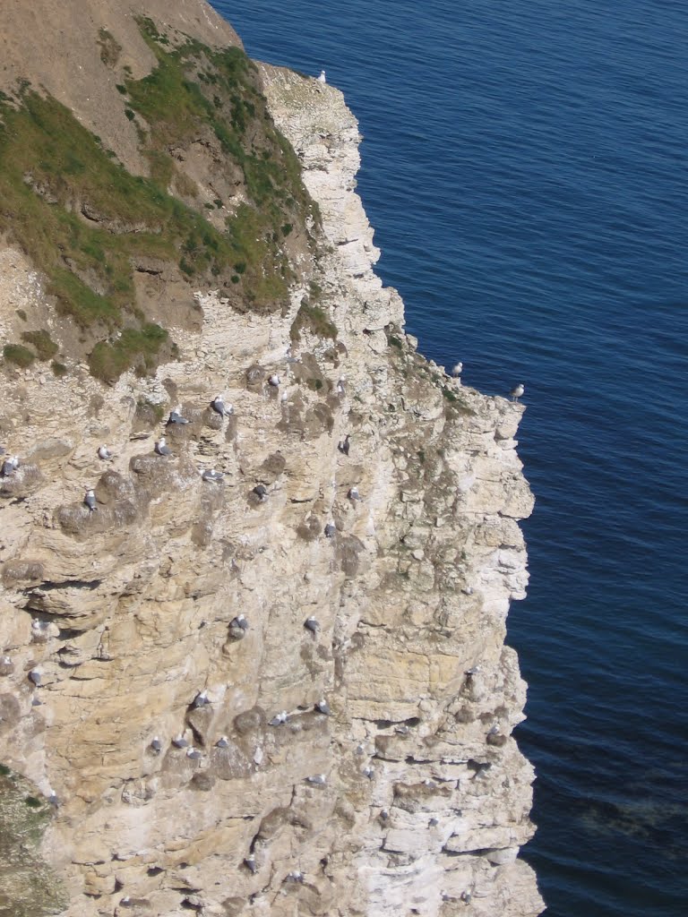 Nesting cliff by richclat