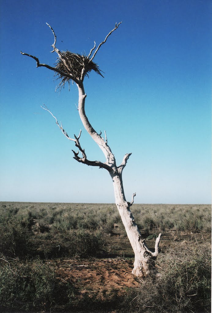 Eagle's Nest, Silver City Highway, NSW, Australia by Rod Martin