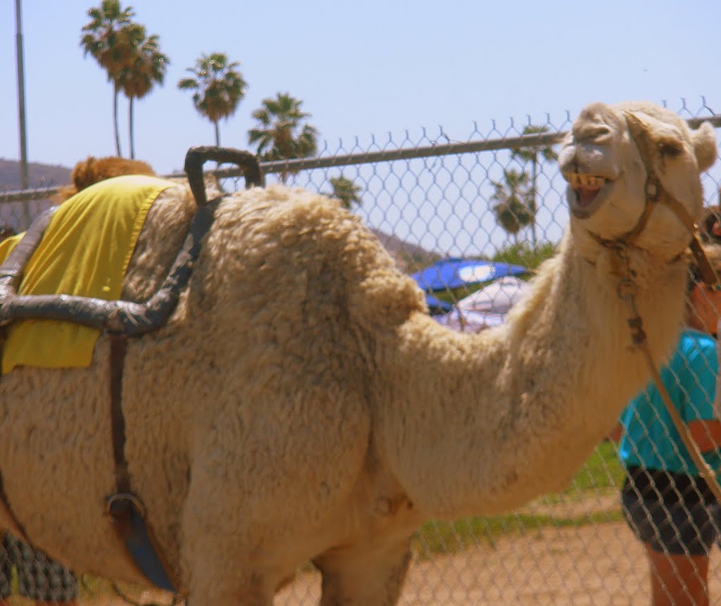 Camel @ Turf Paradise by Erik Wanta