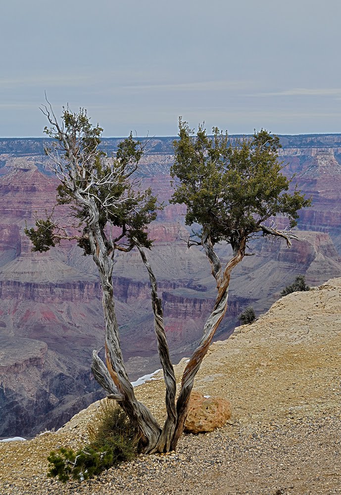 Twisted Trees by gwfabian