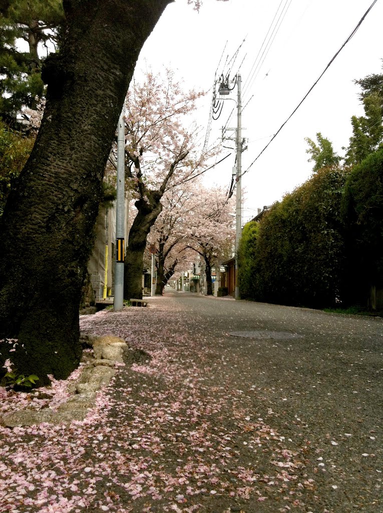 半町　桜並木 by japangyro