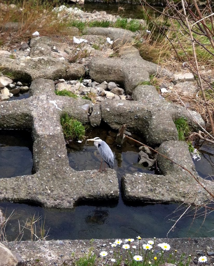 Grey Heron in the River Senri 千里川の青鷺 by Sensor_C