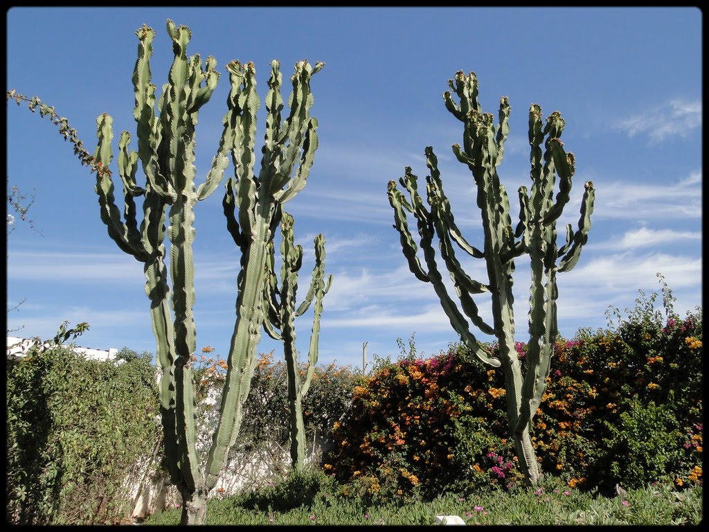 Cactus sur la corniche à Casablanca by J-Christophe Ravon