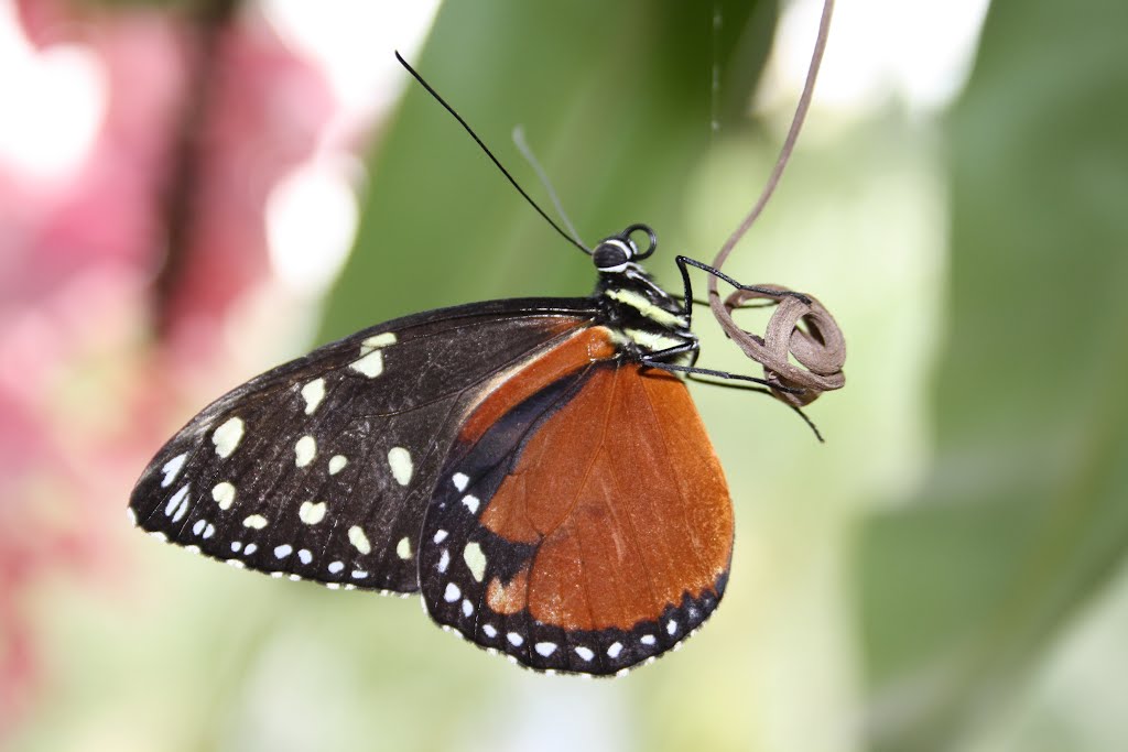 Butterfly, Orchideeënhoeve by Martin D.