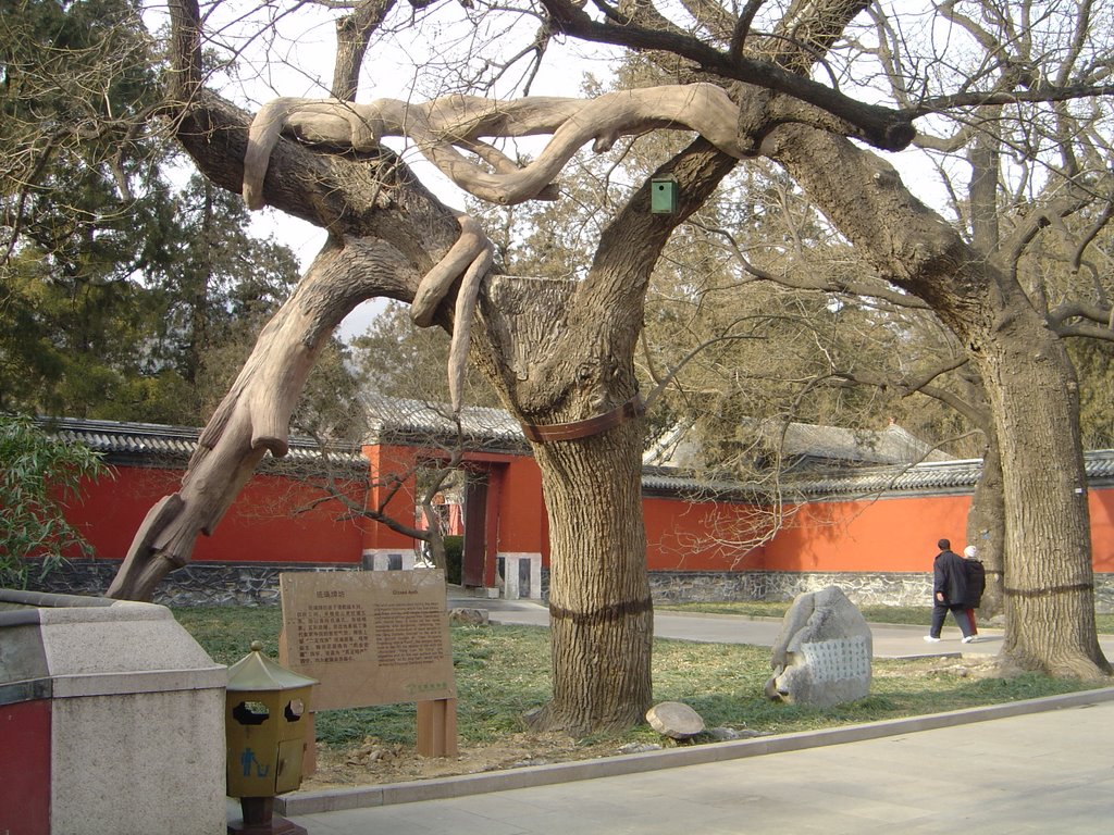 Bracing in old Sophora tree by Ronald Schra