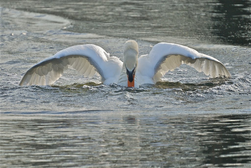 Cob Mute Swan on the Offensive! by Jim Anthony