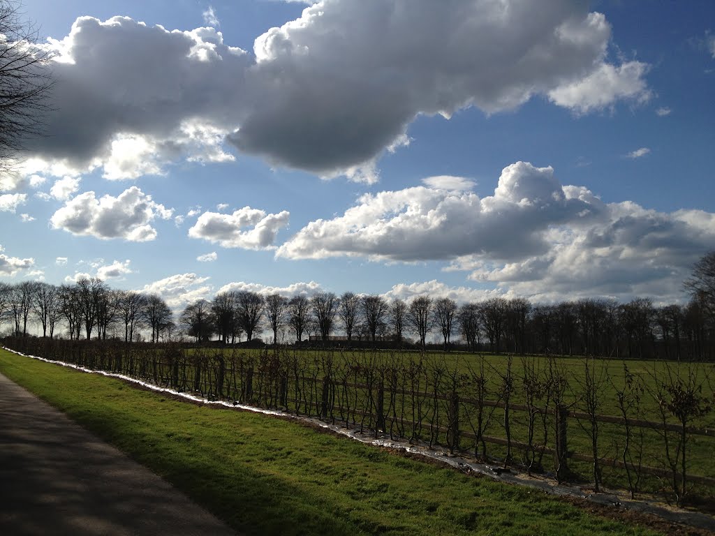 Wolkenspiel by herbe des pampa