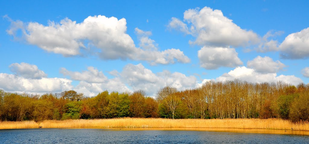 DINTON PASTURES by DAVID ROBINS