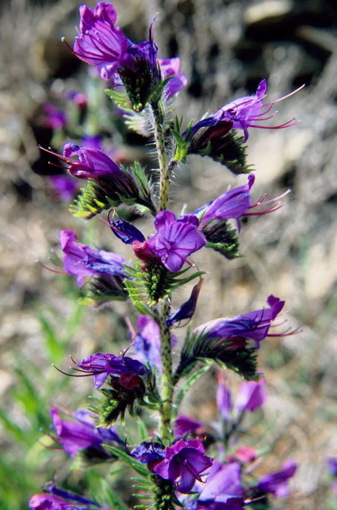 Echium vulgare L. Boraginaceae Fanghetto >Libre 21 Aprile 2003 by bruno baudino