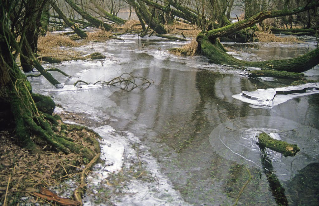 Dynamische Landschaft / Rappenwört im Winter 1985 by munzart