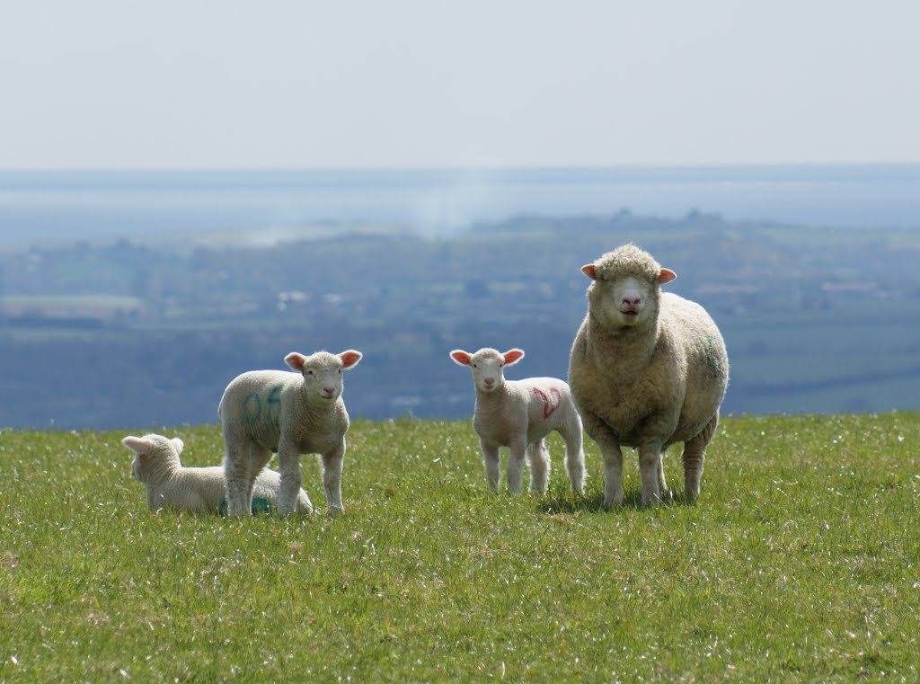 Mum and Babies by Pam Goodey