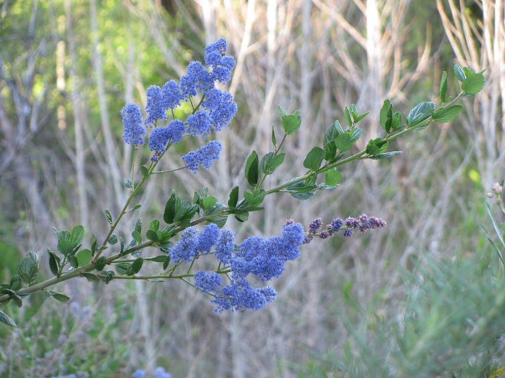 Rancho Bernardo, San Diego, CA, USA by Eva Pataki