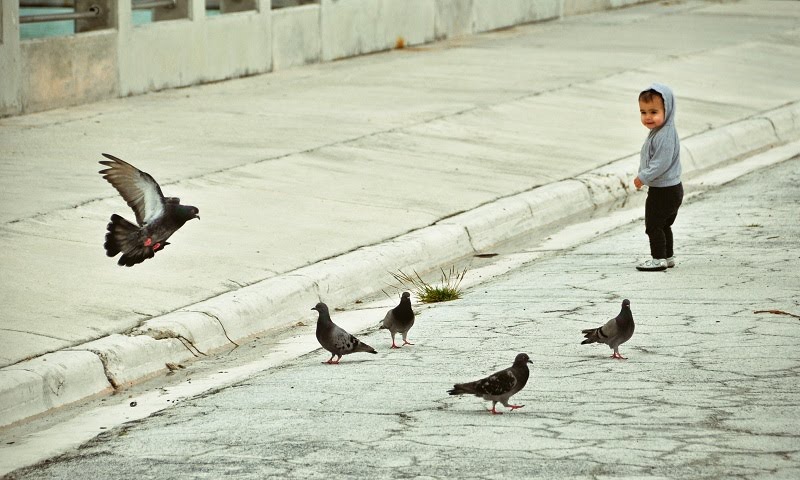 Ugly pigeon by majicphotos