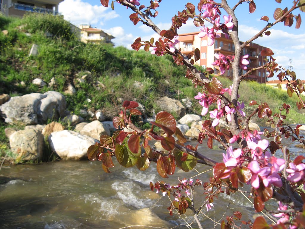 Denizli, Denizli Merkez/Denizli, Turkey by Cengiz Aykol