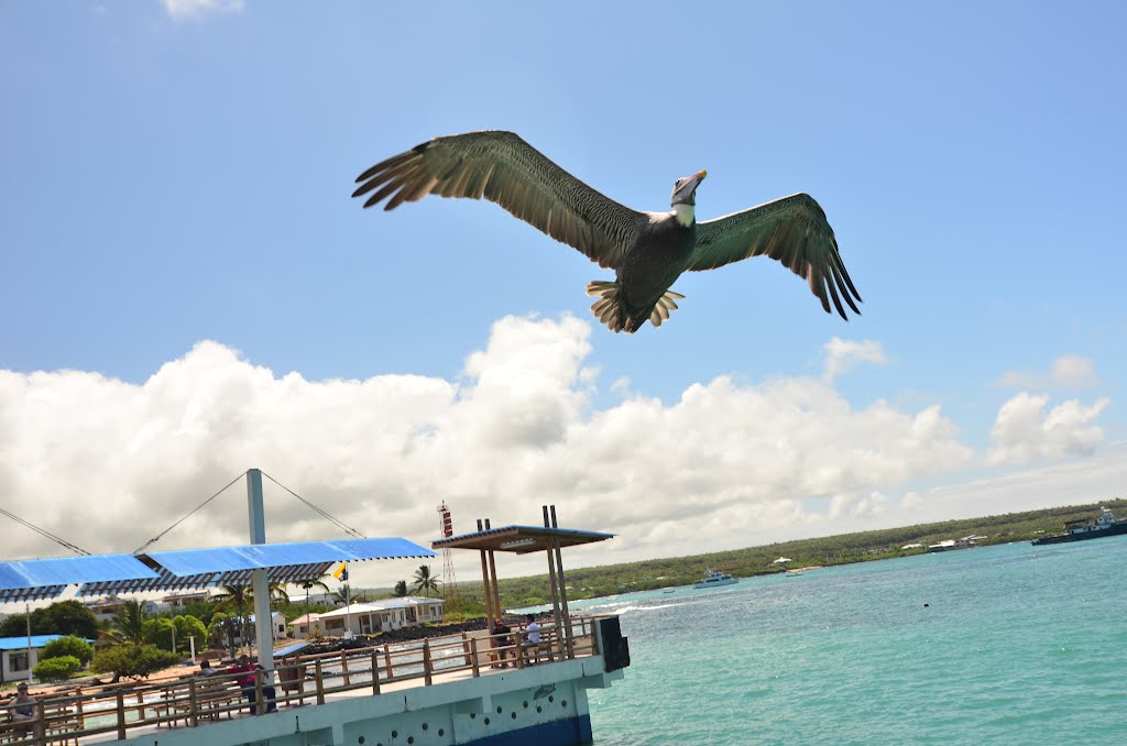 Puerto Ayora, Ecuador by RAZVI