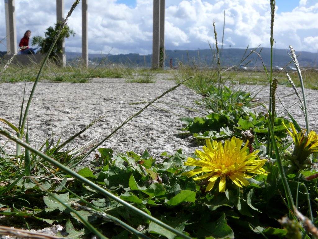 Las flores brotan entre las piedras de la plaza de Combarro by martinmg - 1