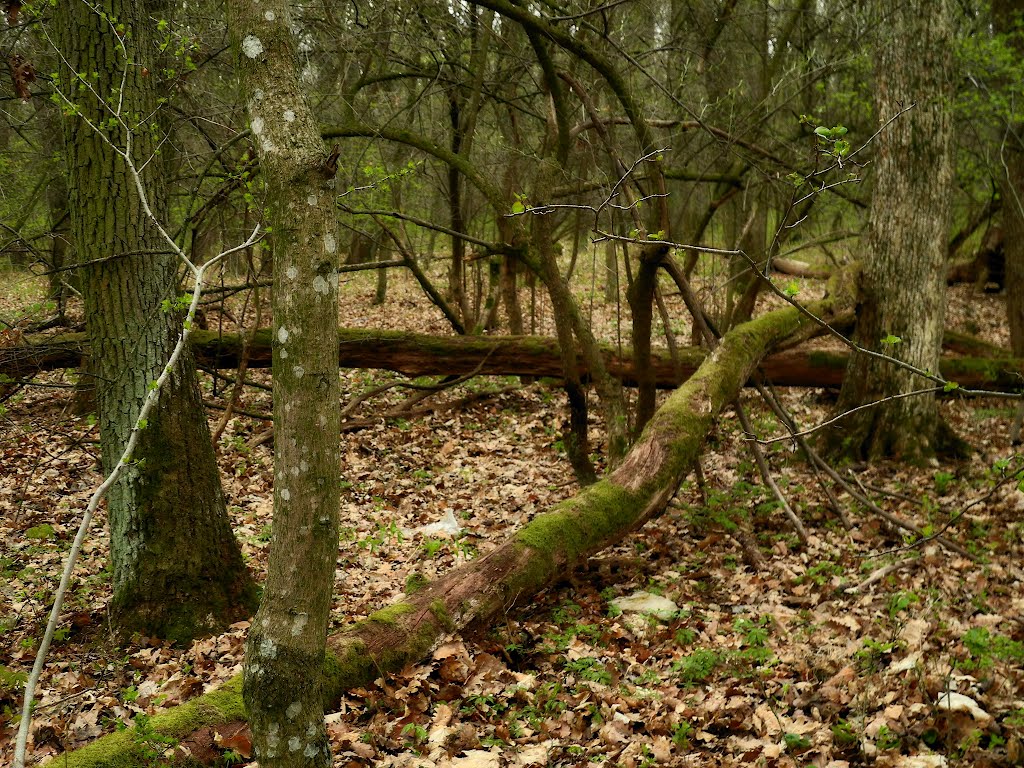 Přírodní rezervace Hády - Hádecká planinka, Brno, Czech Republic by Mí Brno