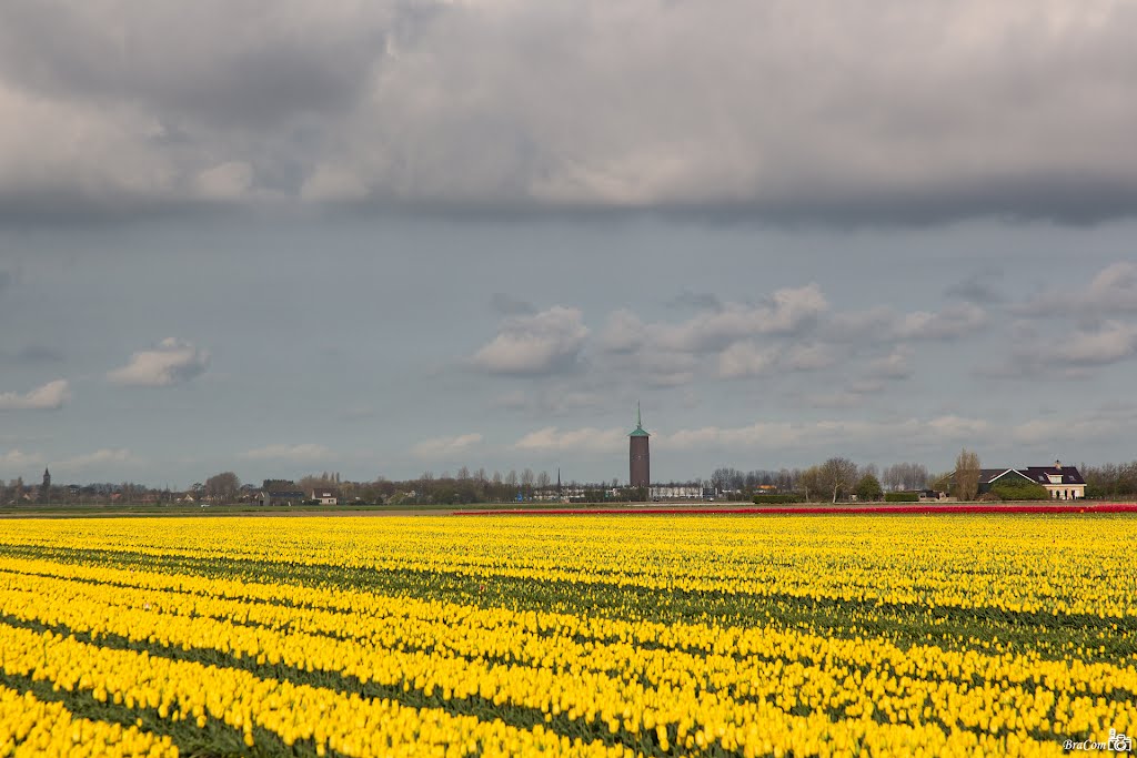 Watertower and tulips, Sommelsdijk by © BraCom (Bram)