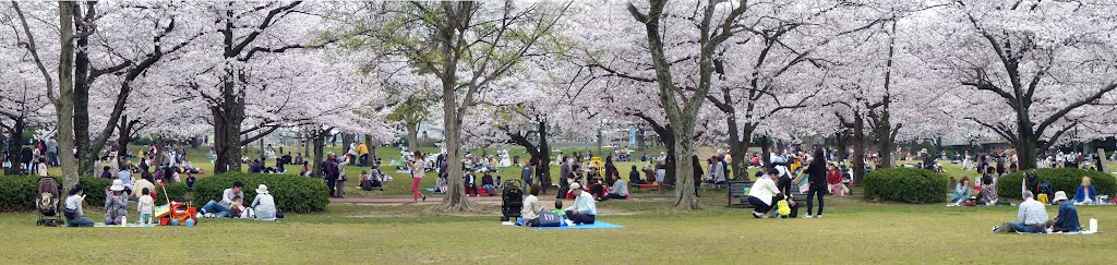 2012.4.10 満開の桜の下での花見-1（南向きパノラマ） by H.Katayama