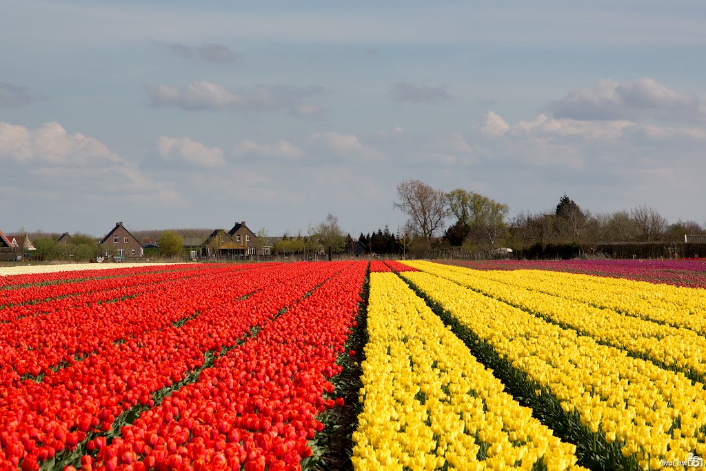 Red and Yellow, Oude Tonge by © BraCom (Bram)