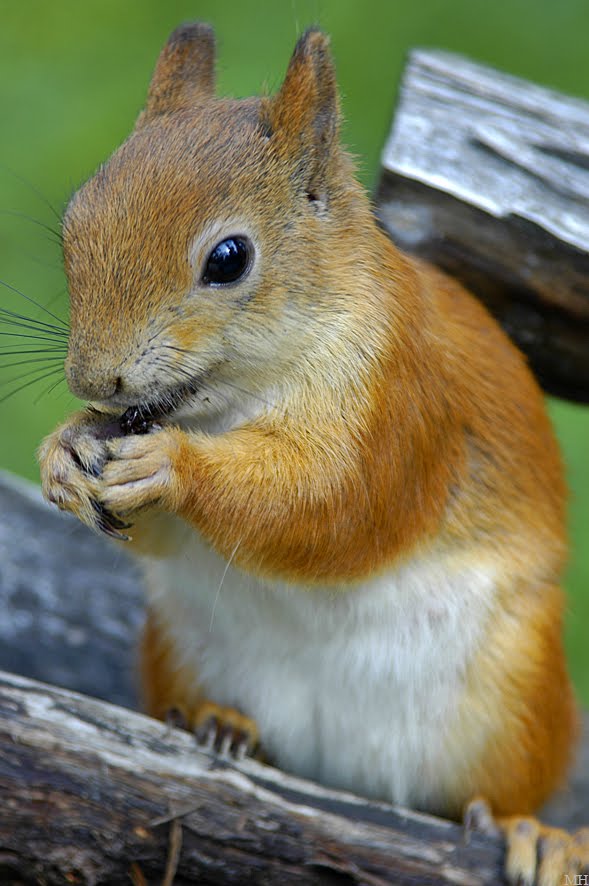 Orava, Red squirrel (Sciurus vulgaris) by Markus Hirvonen