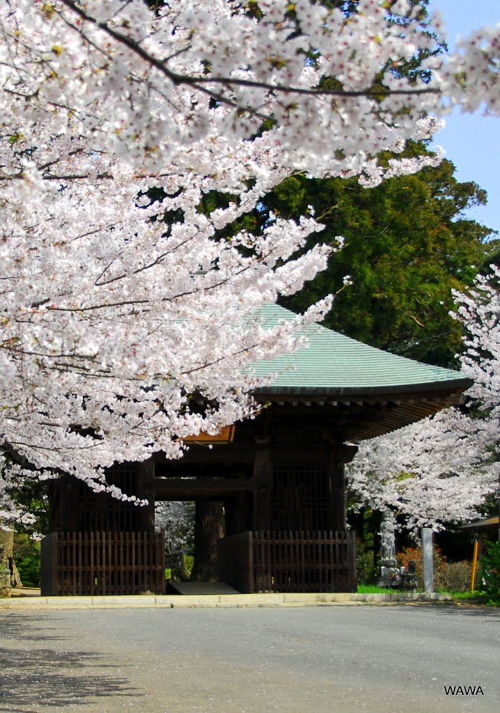 Sairenji temple, 西蓮寺 (行方市) 仁王門の桜 by mandegan